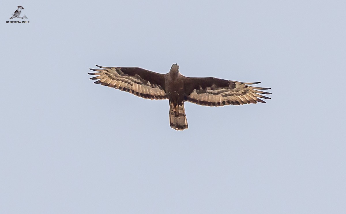 European Honey-buzzard - ML623979448