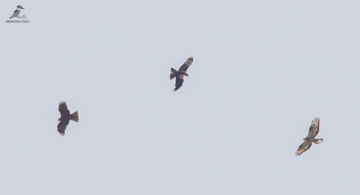 European Honey-buzzard - ML623979449