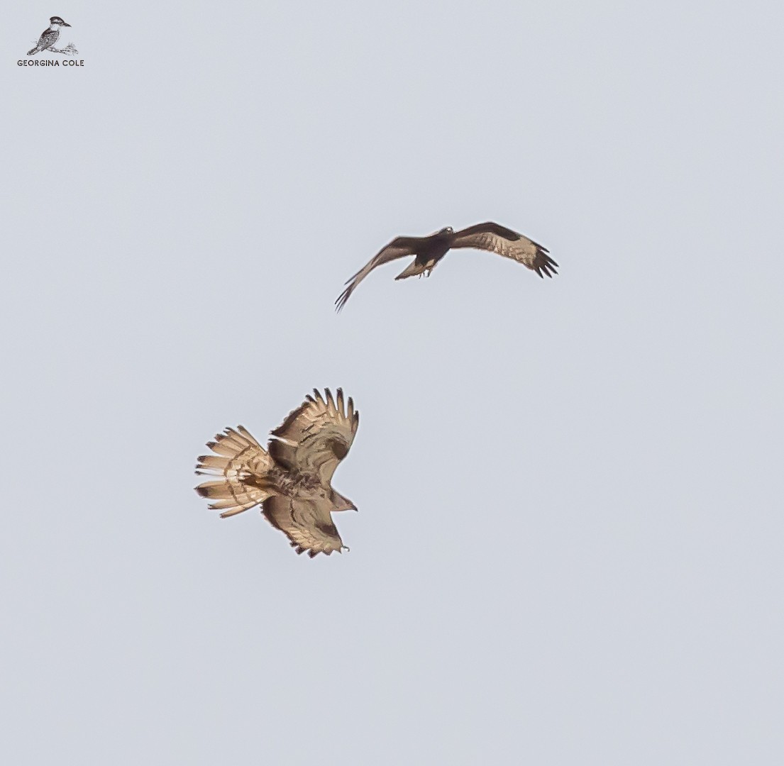 European Honey-buzzard - ML623979450