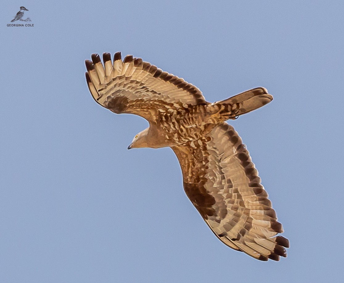 European Honey-buzzard - Georgina Cole