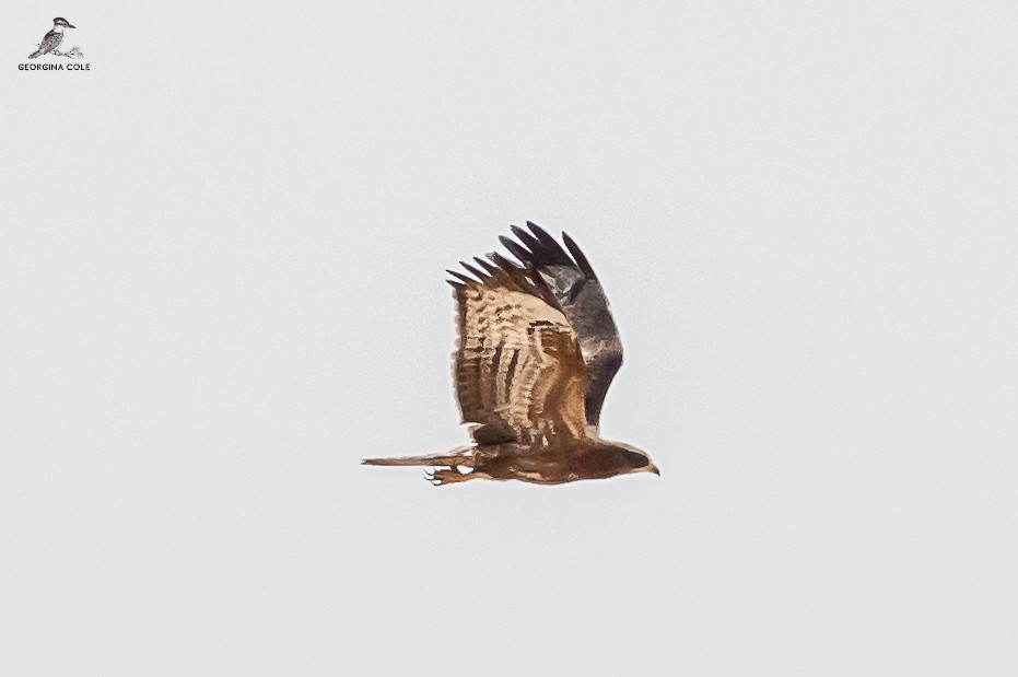 European Honey-buzzard - ML623979452