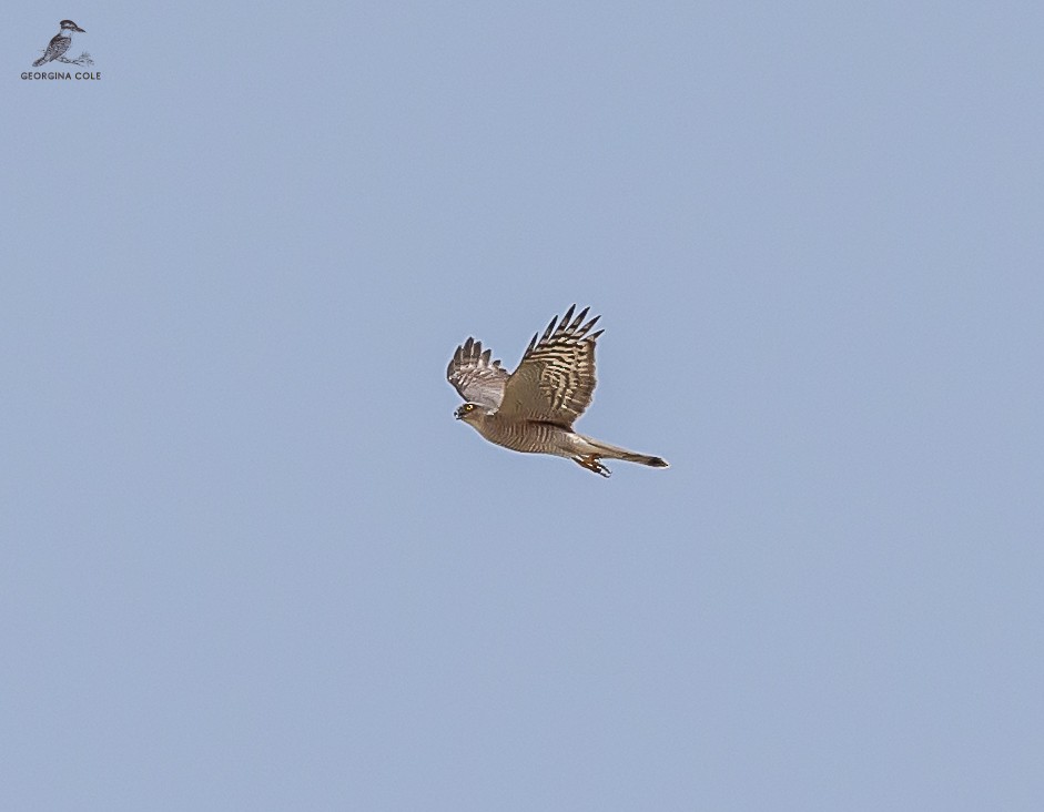 Eurasian Sparrowhawk - ML623979462