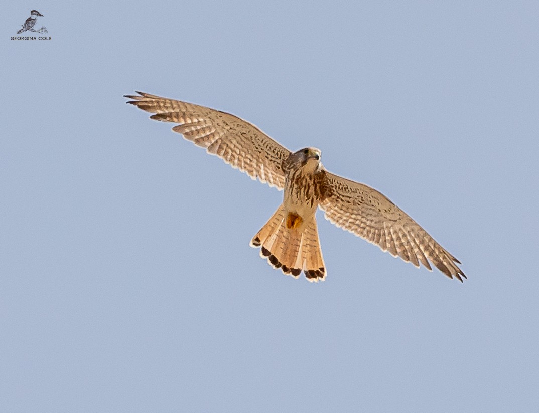 Eurasian Kestrel - ML623979467