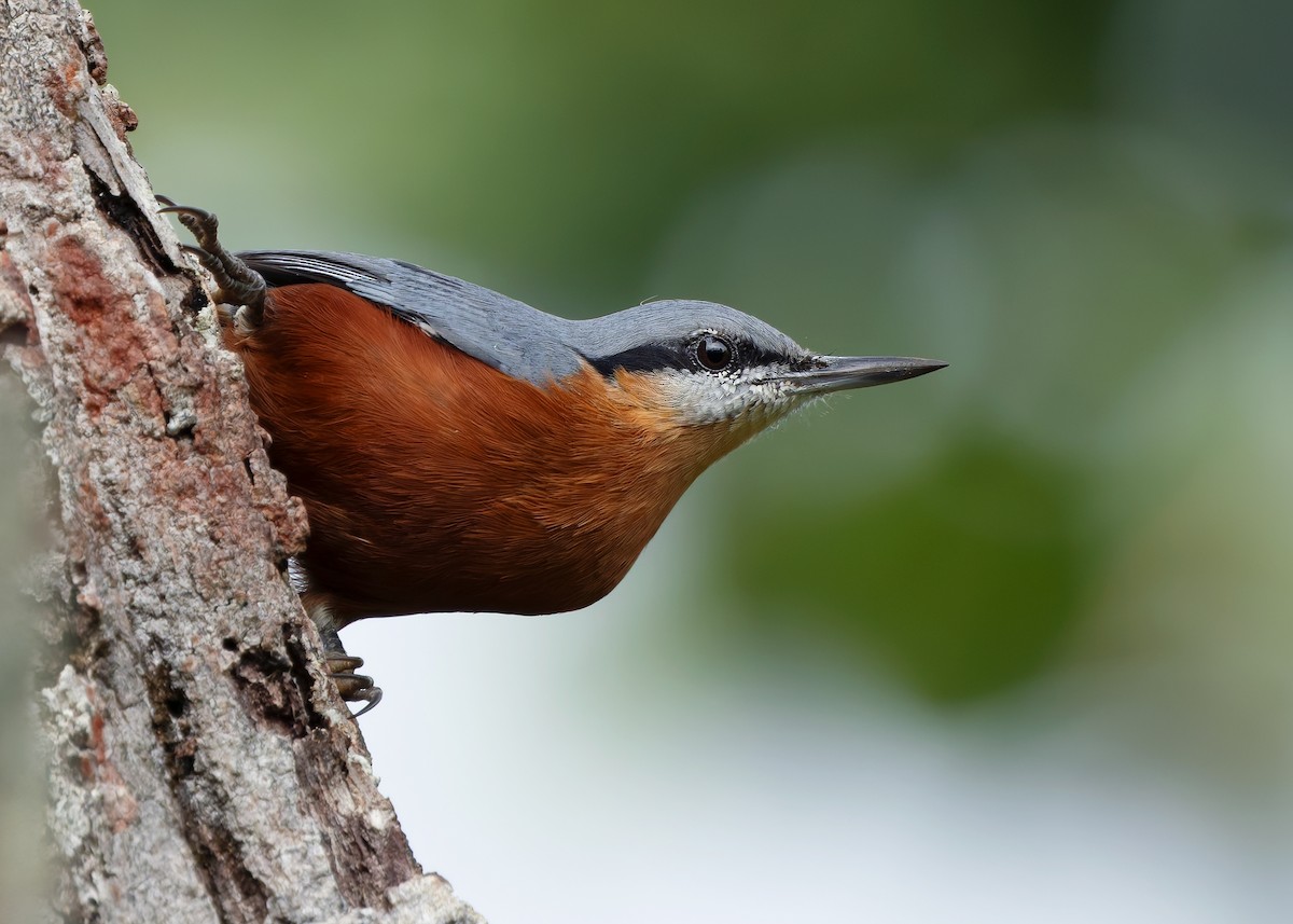 Burmese Nuthatch - ML623979505