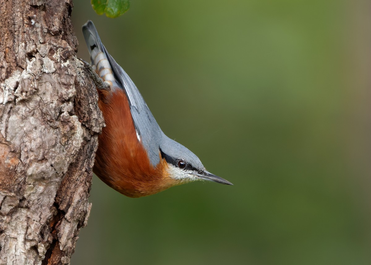 Burmese Nuthatch - ML623979507