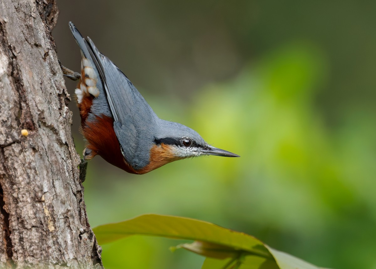 Burmese Nuthatch - ML623979508