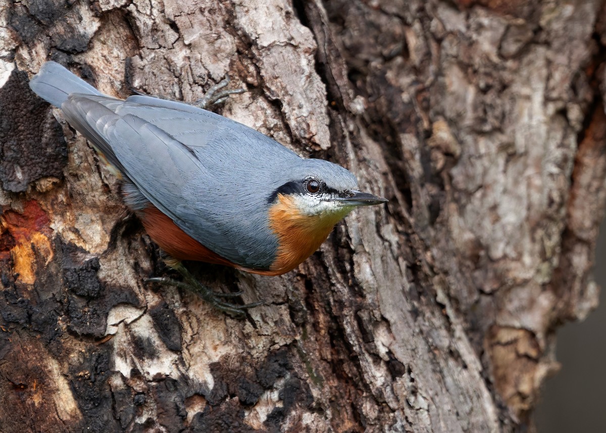 Burmese Nuthatch - ML623979509