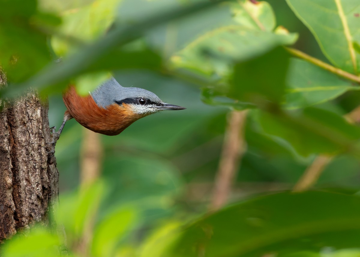 Burmese Nuthatch - ML623979511