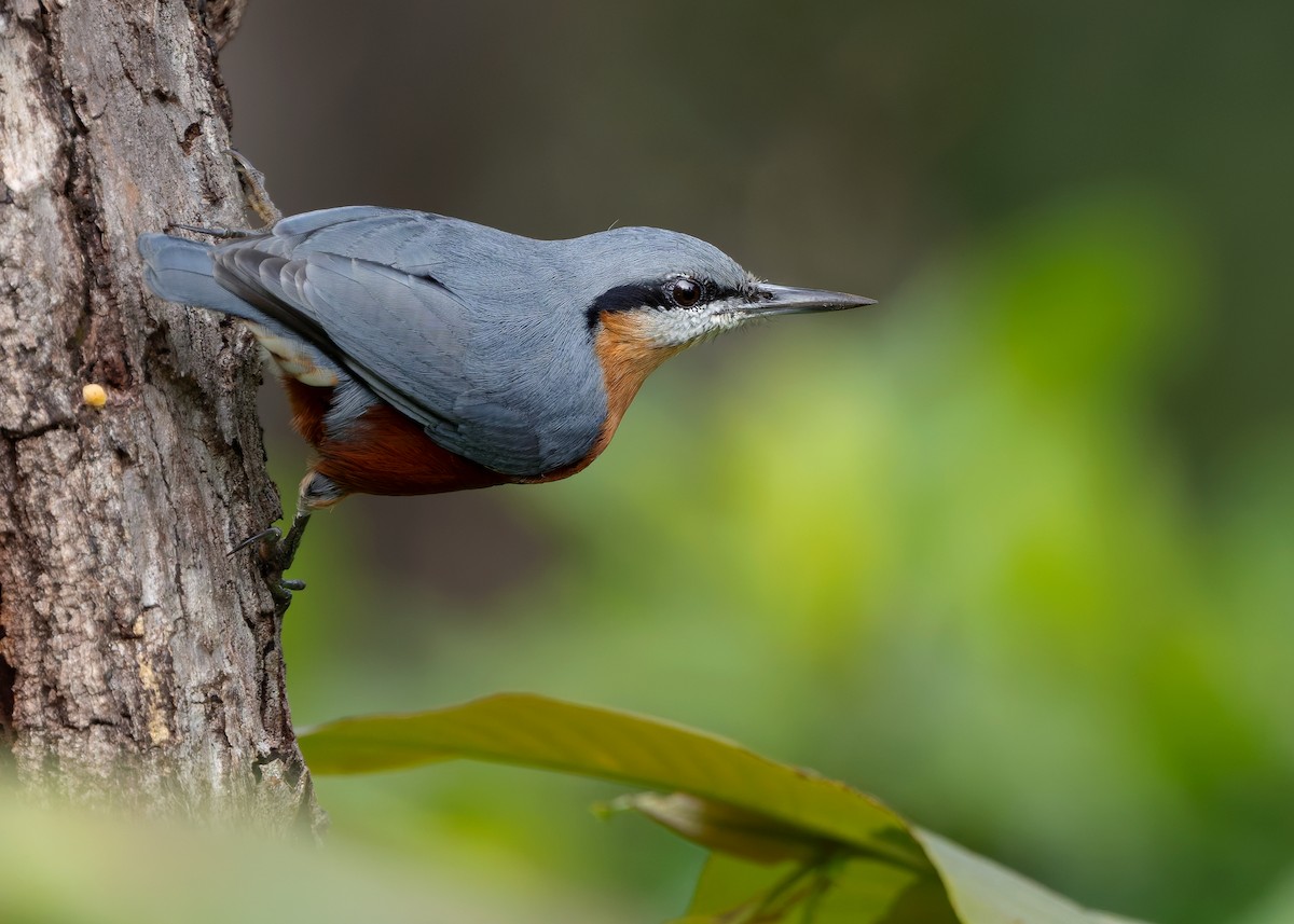 Burmese Nuthatch - ML623979512