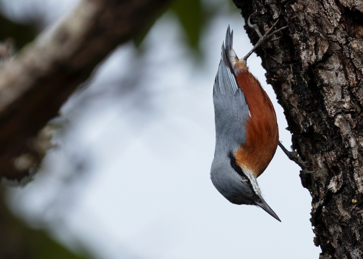 Burmese Nuthatch - ML623979520