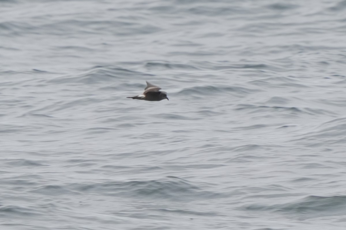 Leach's Storm-Petrel - ML623979527