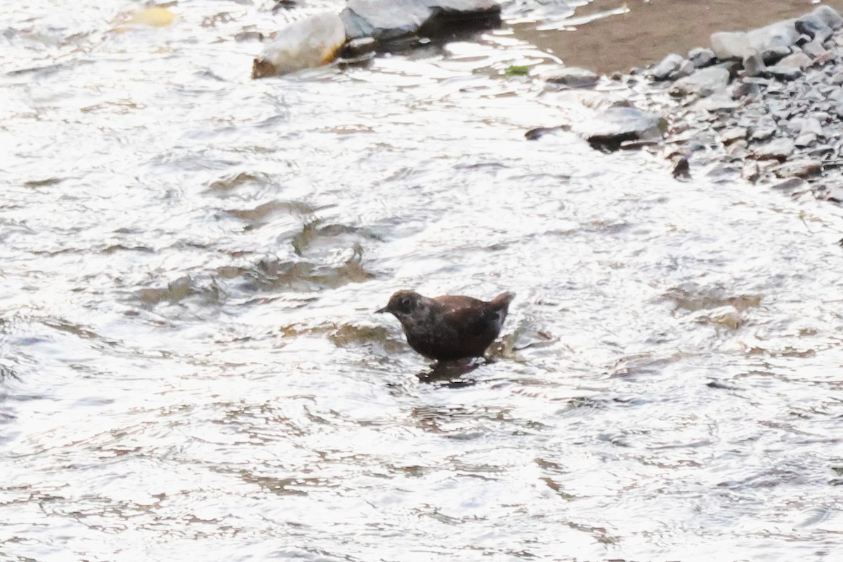 Brown Dipper - ML623979530