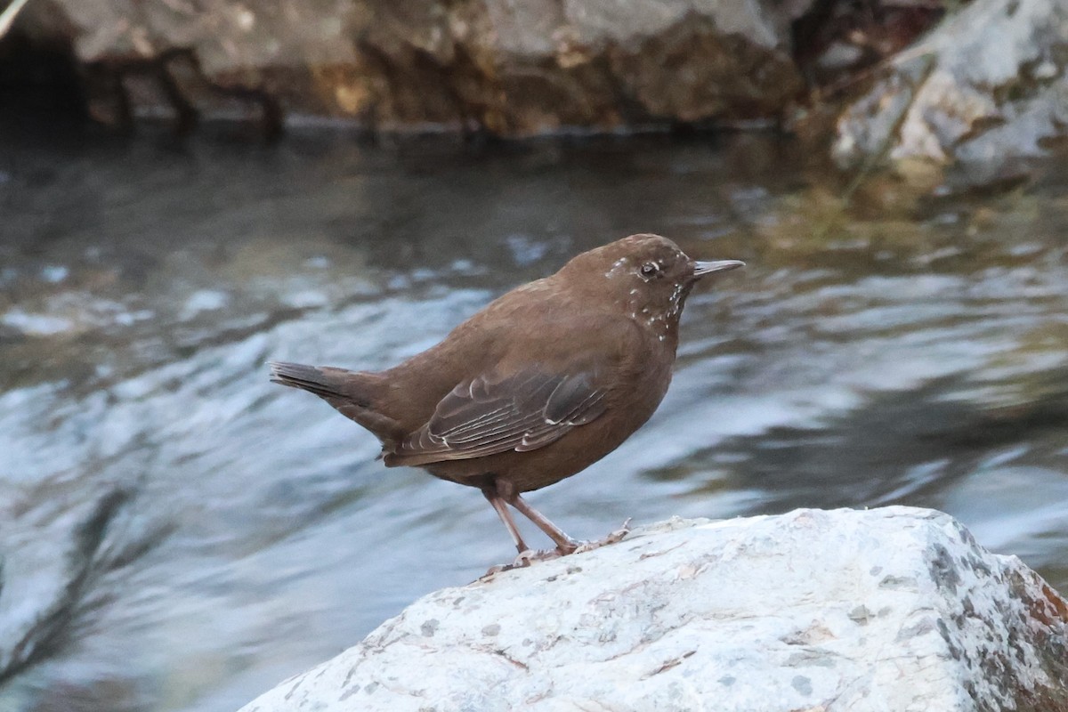 Brown Dipper - ML623979531