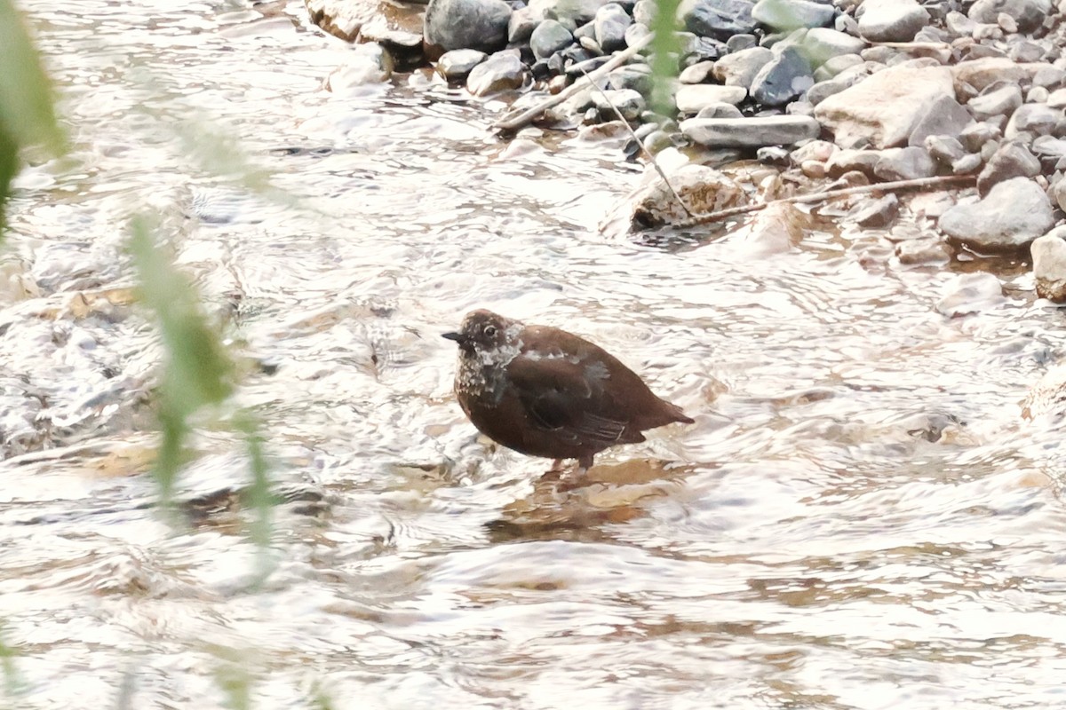 Brown Dipper - ML623979532