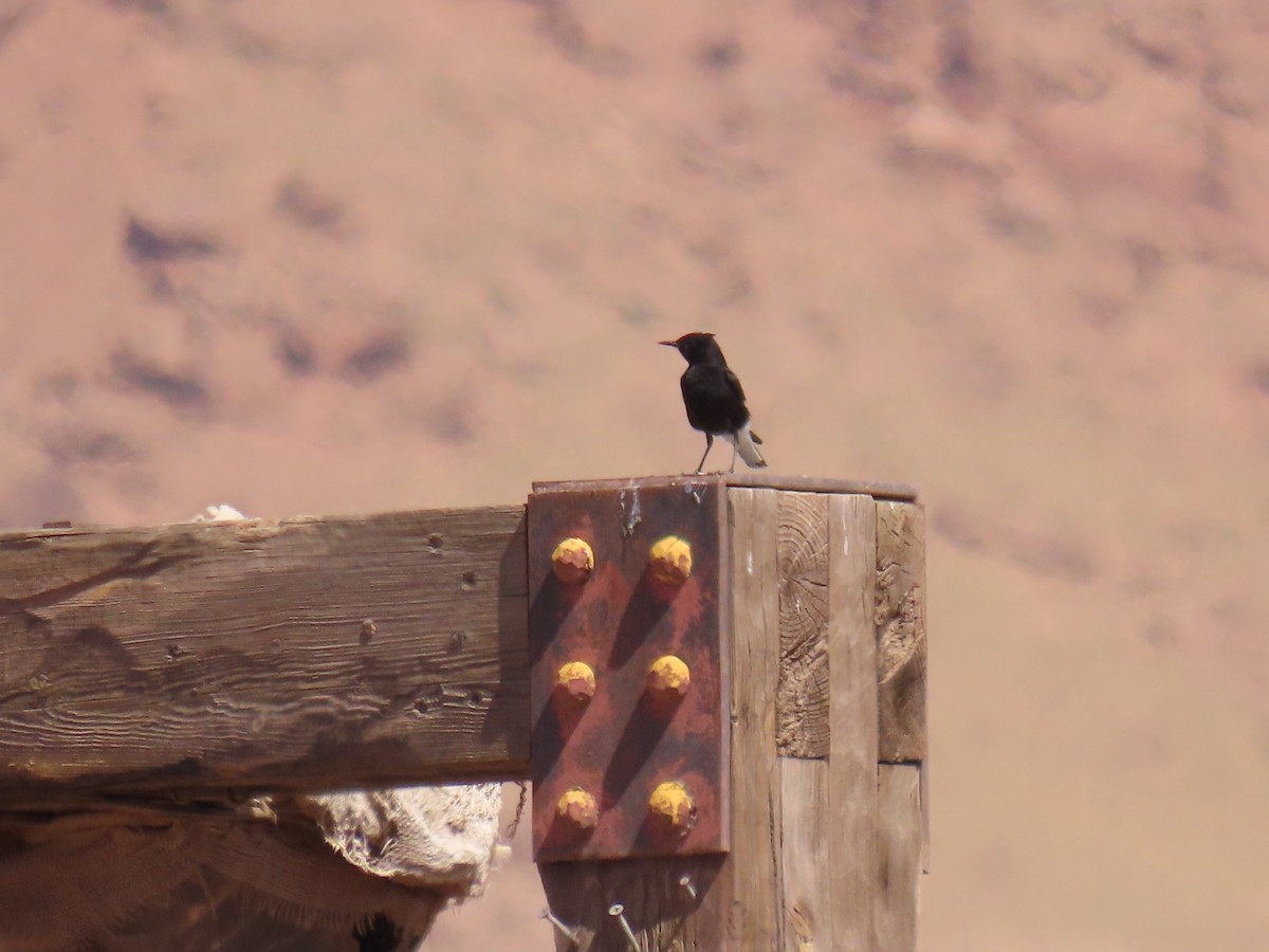 Black Wheatear - ML623979546