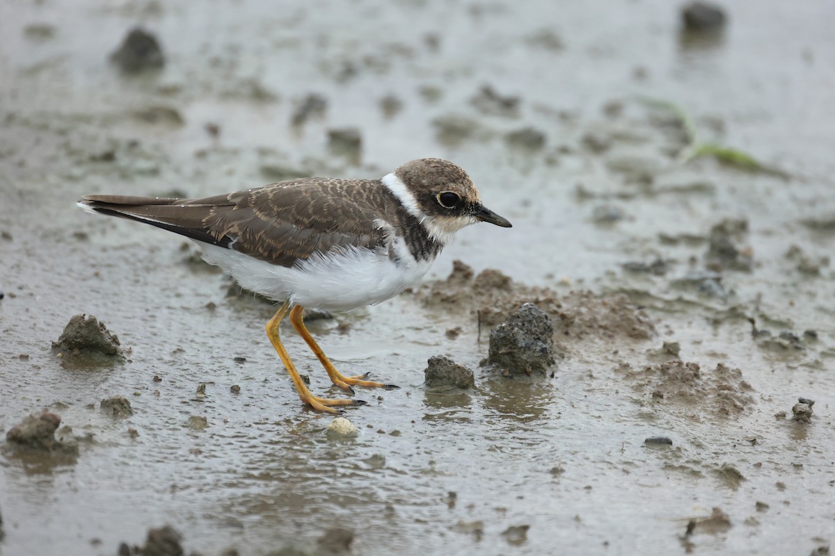 Little Ringed Plover - Jackson Chen