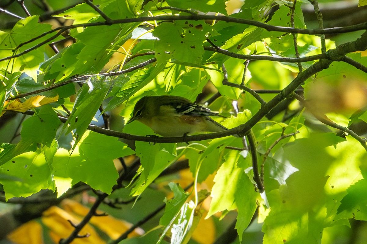 Bay-breasted Warbler - ML623979619