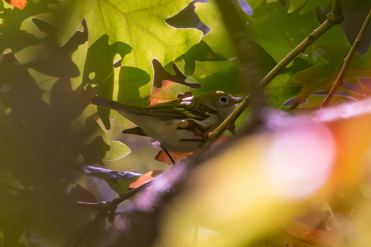 Chestnut-sided Warbler - Joe Mahaffey