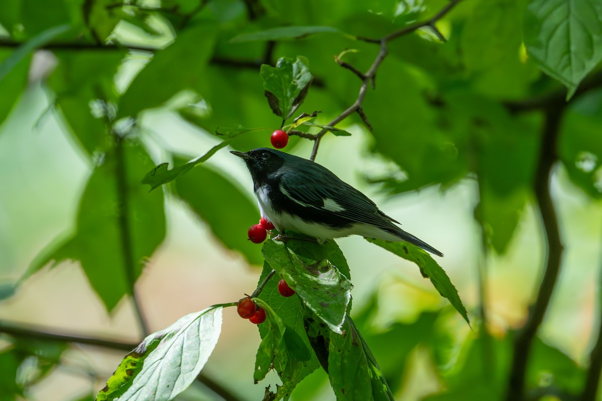 Black-throated Blue Warbler - Joe Mahaffey