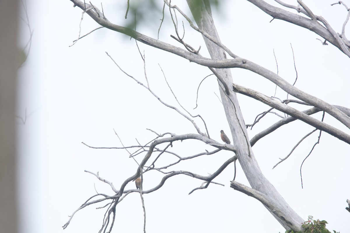 American Robin - ML623979690