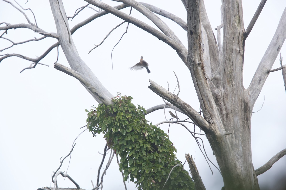 American Robin - ML623979691