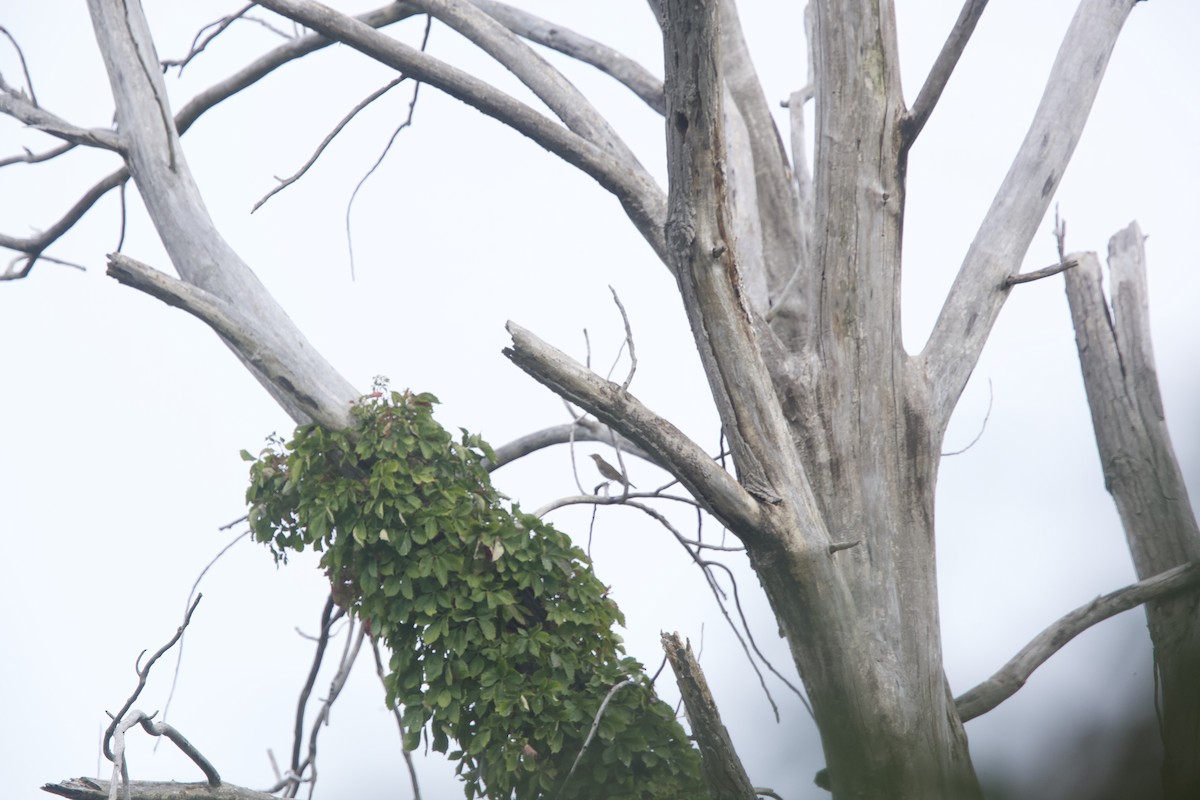 Swainson's Thrush - ML623979697