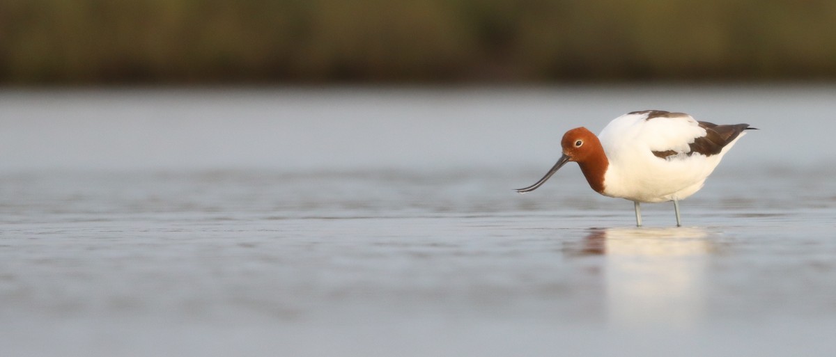 Red-necked Avocet - ML623979703