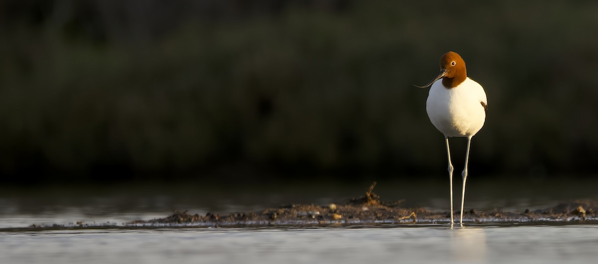 Red-necked Avocet - ML623979708