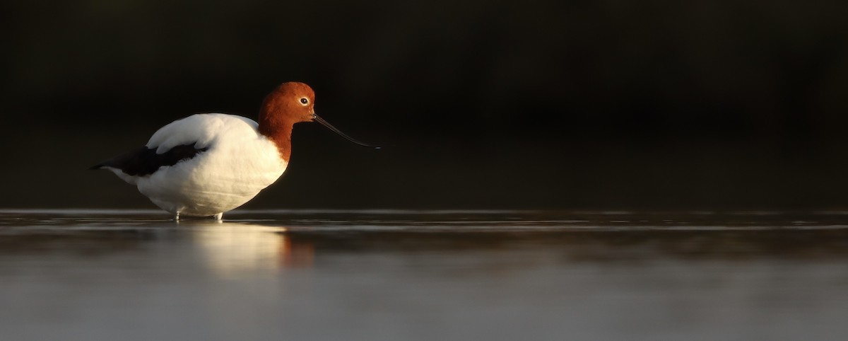 Red-necked Avocet - ML623979709