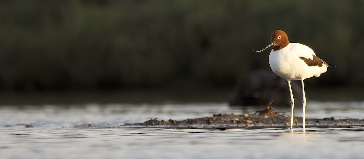 Red-necked Avocet - ML623979711