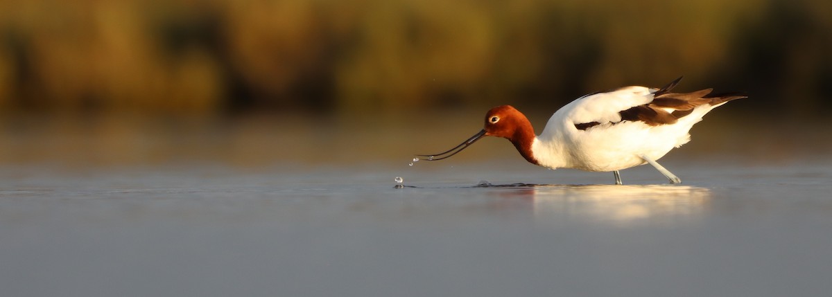 Red-necked Avocet - ML623979714