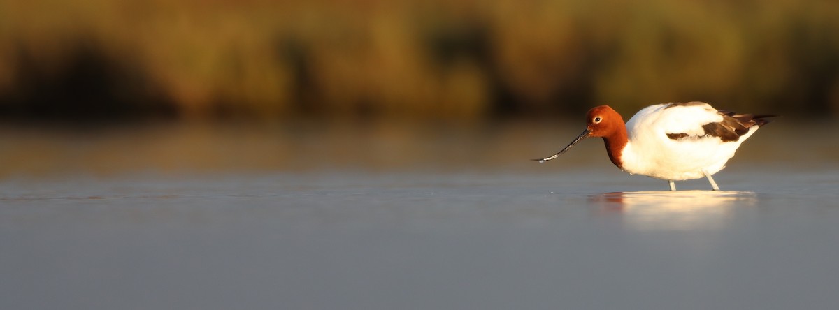 Red-necked Avocet - ML623979715