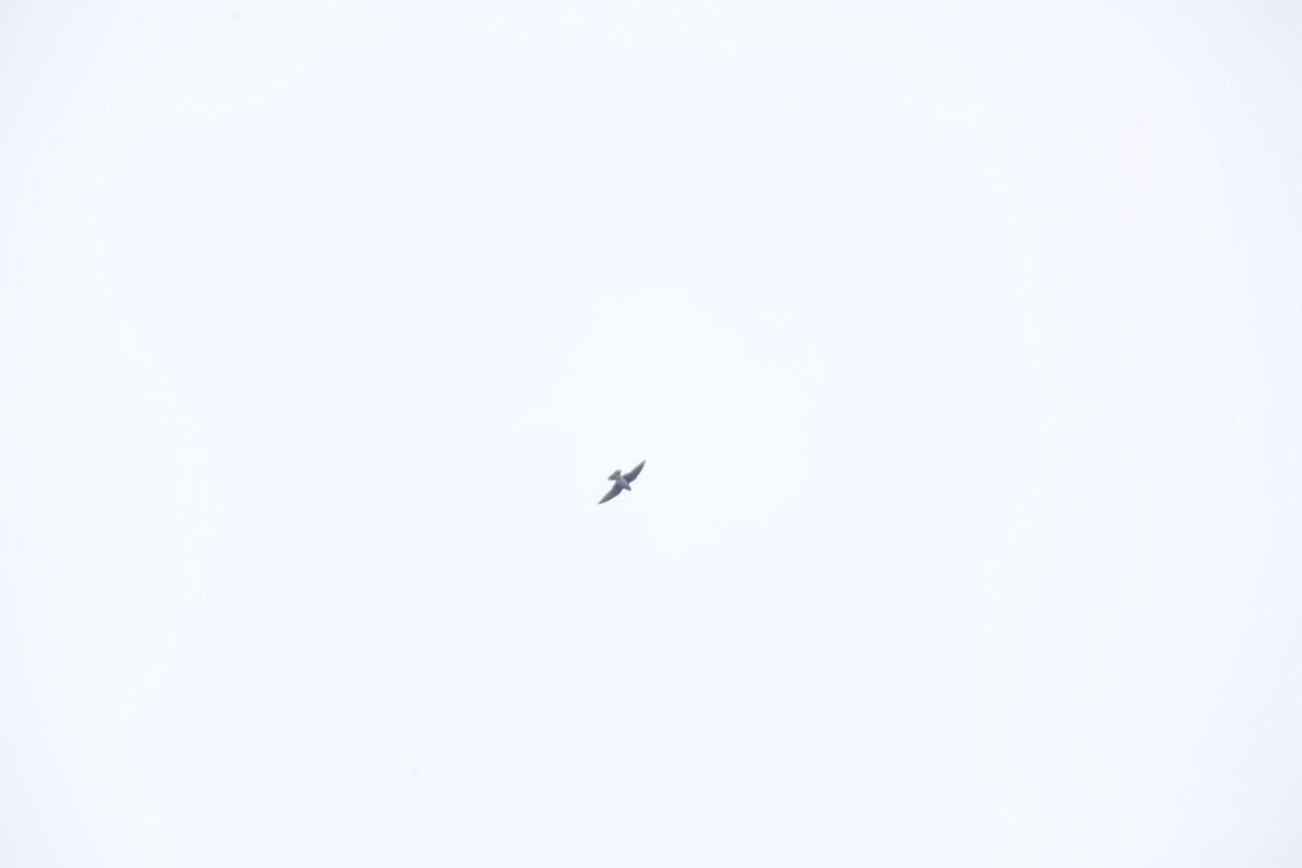 Tree Swallow - ML623979734