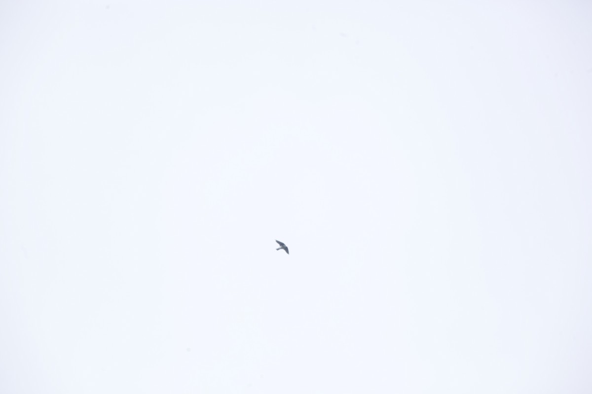 Tree Swallow - ML623979735
