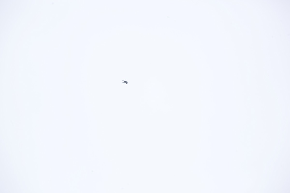 Tree Swallow - ML623979736