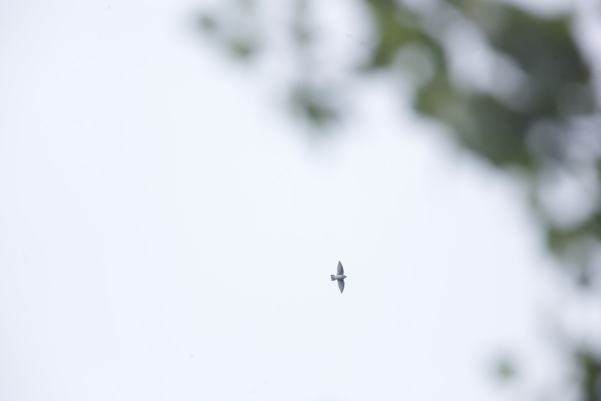 Tree Swallow - ML623979737