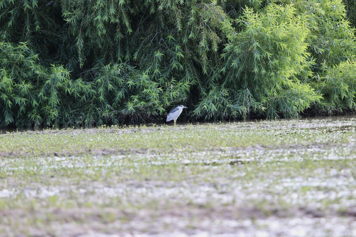 Black-crowned Night Heron - ML623979800