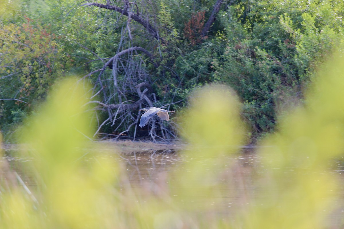 Great Blue Heron - ML623979835