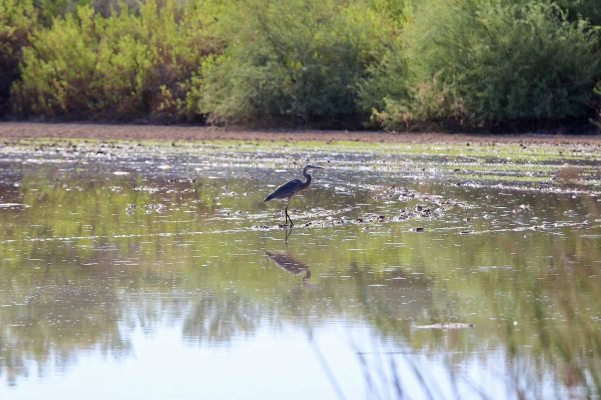 Great Blue Heron - ML623979836