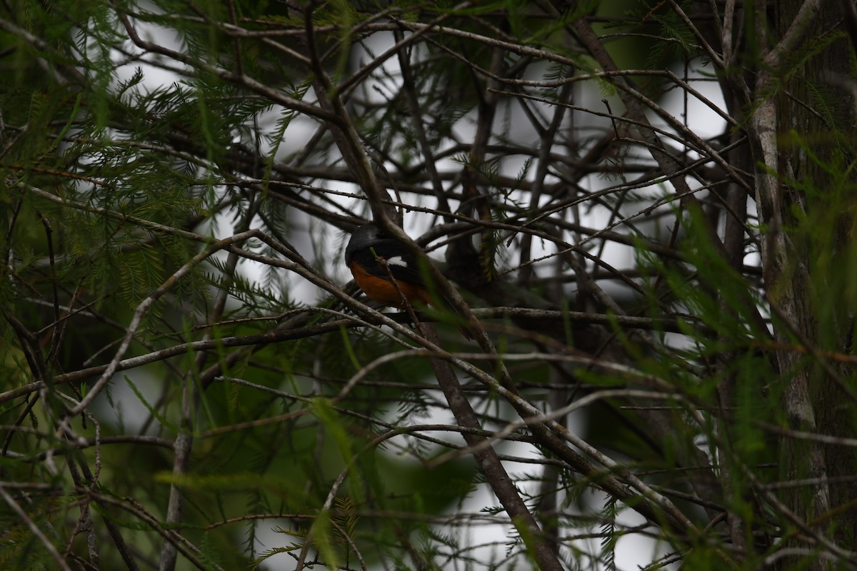Daurian Redstart - ML623979890