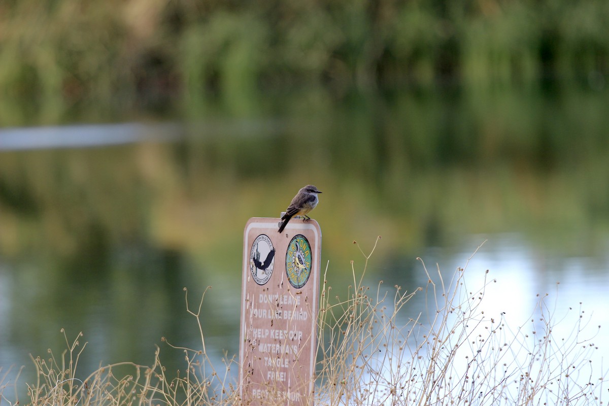 Vermilion Flycatcher - ML623979895