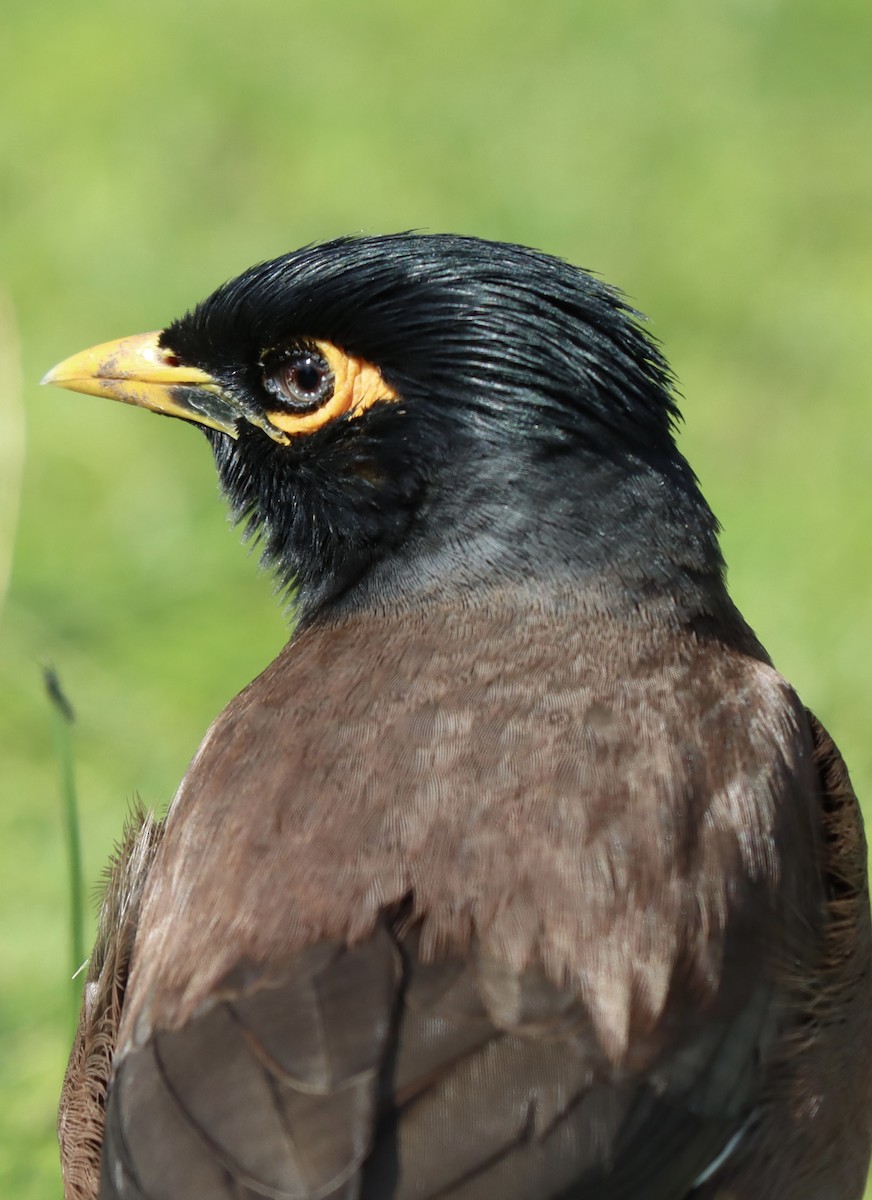 Common Myna - ML623979901