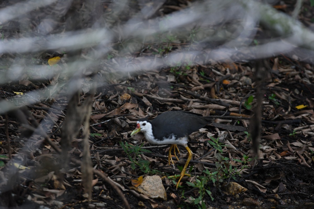 White-breasted Waterhen - ML623979953