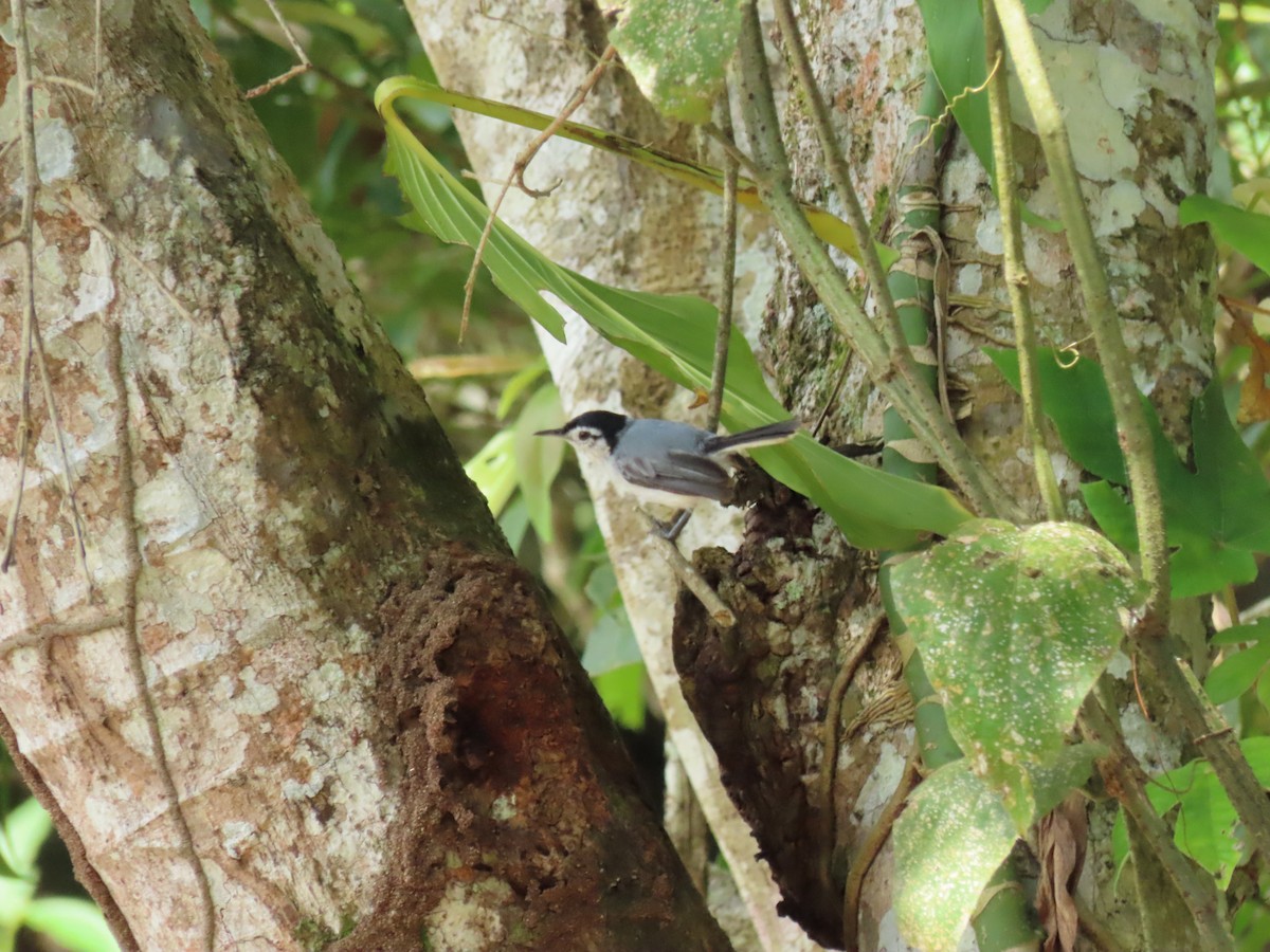White-browed Gnatcatcher - Yina Carter