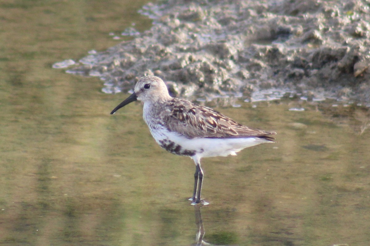 Dunlin - ML623980018