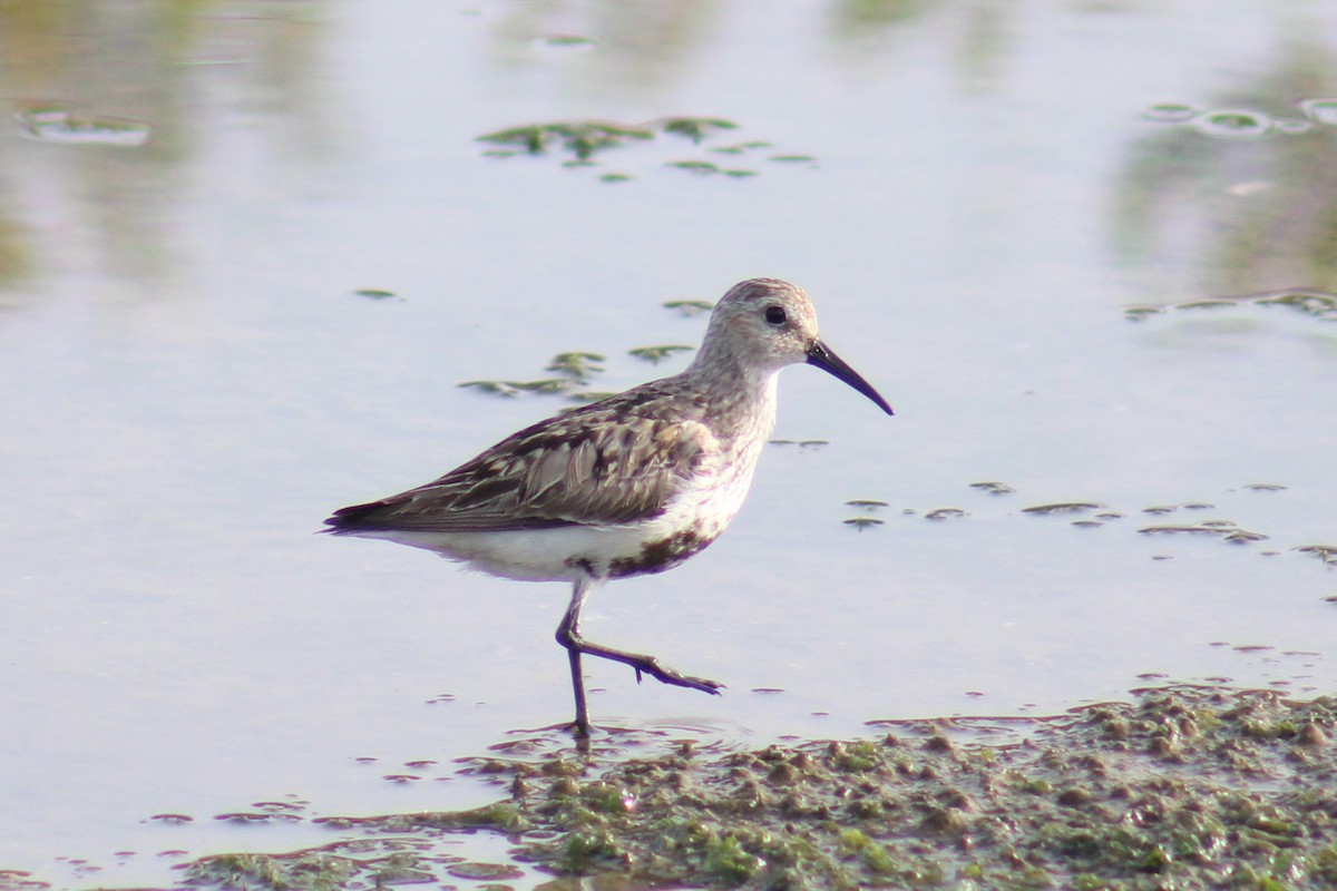 Dunlin - ML623980020