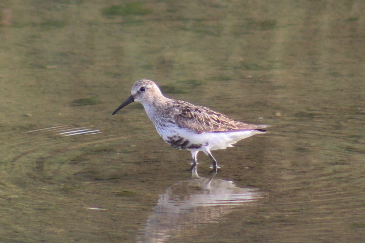 Dunlin - ML623980021