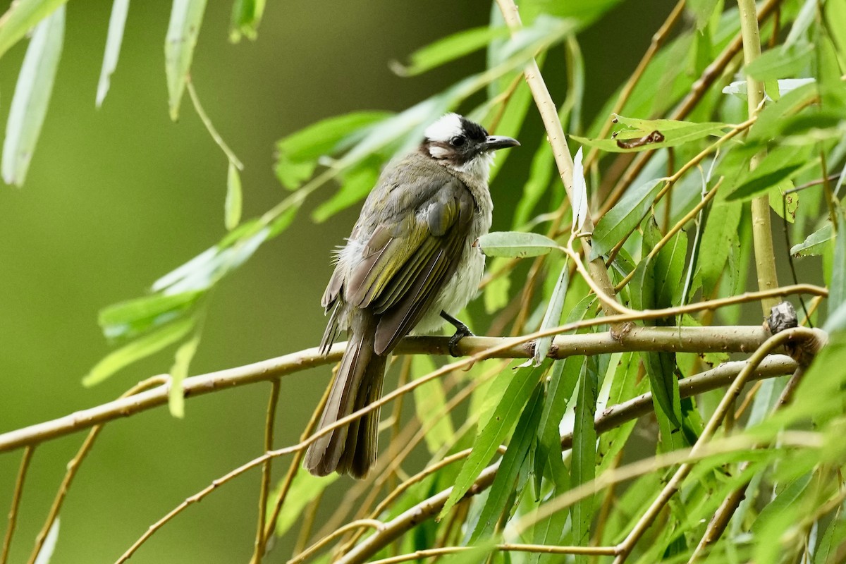 Light-vented Bulbul - ML623980024