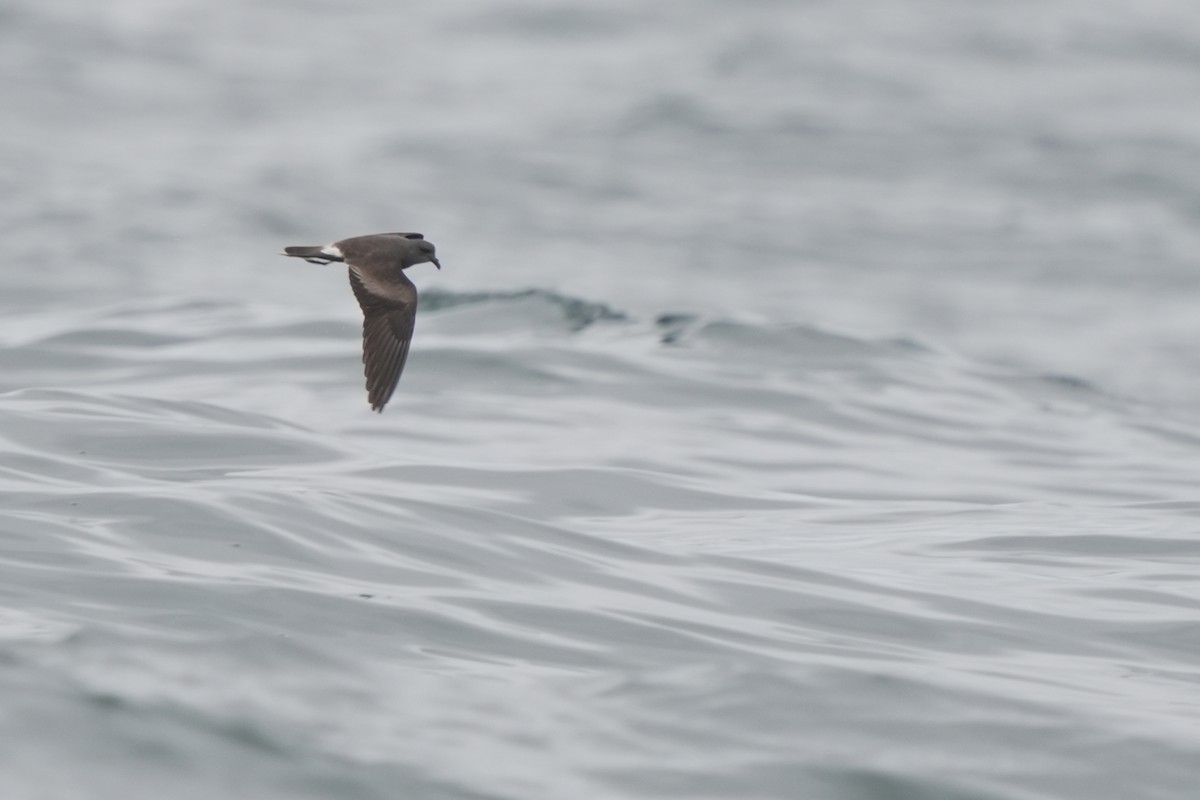 Leach's Storm-Petrel - ML623980058