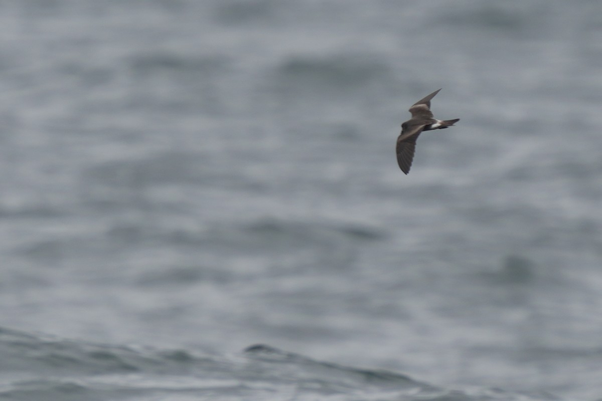 Leach's Storm-Petrel - ML623980061